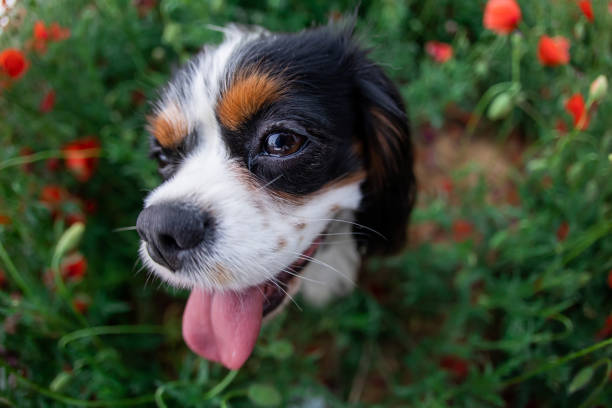 istock Cavalier King Charles Spaniel dog among red poppies in spring 1405551582