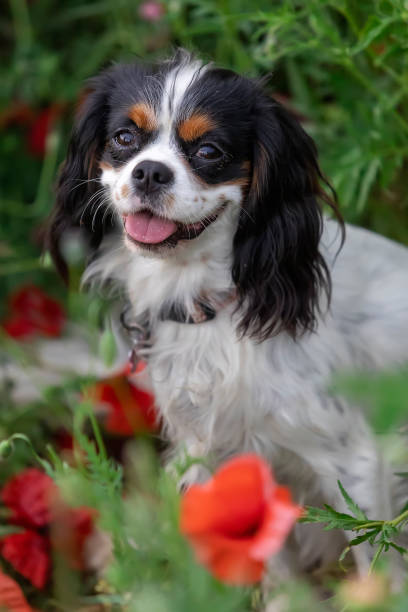 istock Cavalier King Charles Spaniel dog among red poppies in spring 1405551587