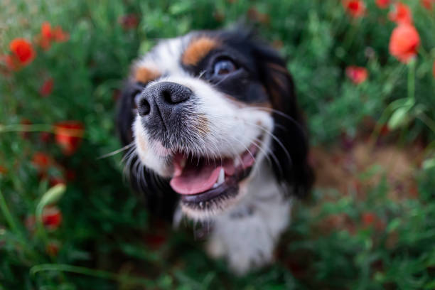 istock Cavalier King Charles Spaniel dog among red poppies in spring 1405551588