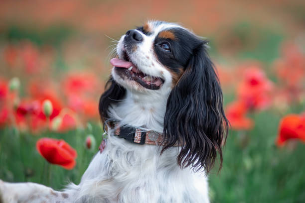 istock Cavalier King Charles Spaniel dog among red poppies in spring 1405551594