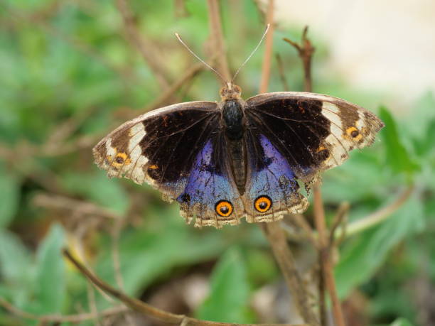 istock Blue Pansy Butterfly on tree with natural green background 1405552698