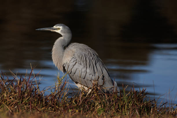 Gray water bird, the White-faced Heron, by the edge of a lake in the morning sun. Egretta (Ardea) novaehollandiae.