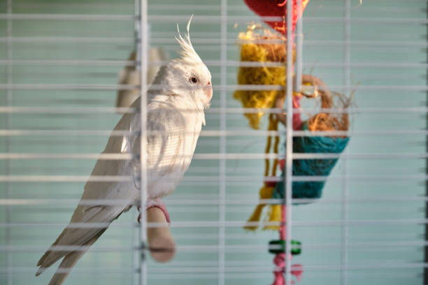 istock Albino cockatiel sunbathing in the birdcage. 1405554231
