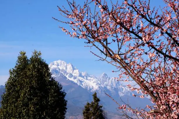 Lijiang in winter, Jade Dragon Snow Mountain and plum blossom