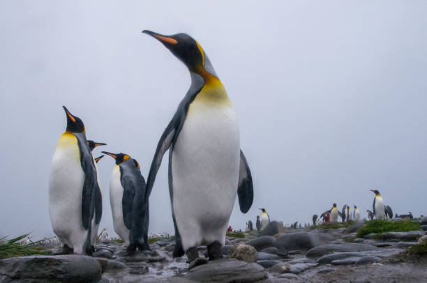 istock King Penguins standing on rocky shoreline 1405555485