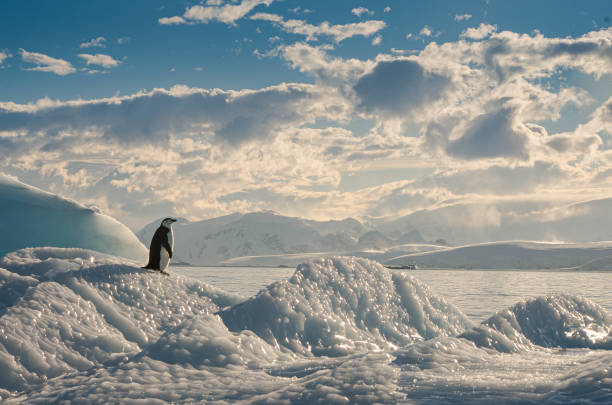 manchot solitaire sur la glace en antarctique - antarctique photos et images de collection