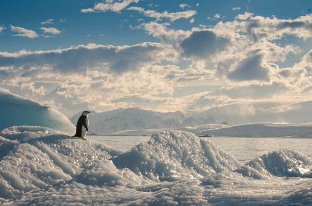 Lone penguin on ice in Antarctica Chinstrap penguin looking out to sea while standing on ice. antartica stock pictures, royalty-free photos & images