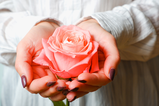 Woman in white shirt holding tender pink Rose Flower in Hands. Close up view on flower.