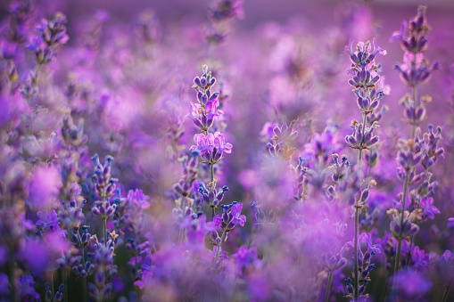 Lavender flower in the field.