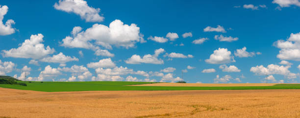 istock Agricultural fields in the countryside. Wheat field on a sunny day with clouds 1405558936