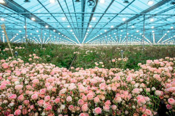 The frame of a modern empty greenhouse. Beautiful background