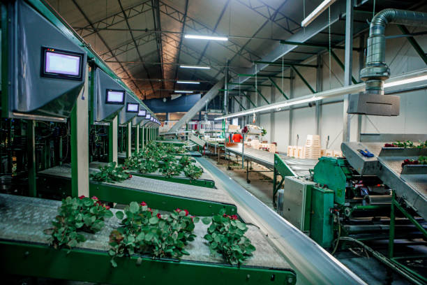 istock A rose factory production line 1405559624