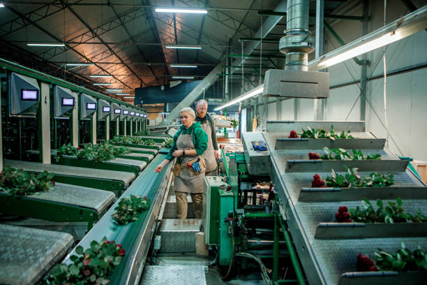istock Two workers on an Rose Greenhouse production line in Holland 1405559655