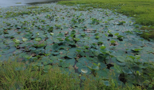 istock Nelumbo nucifera, Indian lotus plants 1405559701