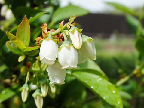 White blueberry flowers on a background of green foliage. Close-up. Small flowers on a blueberry bush. Macro perspective. Bush growing in a garden.