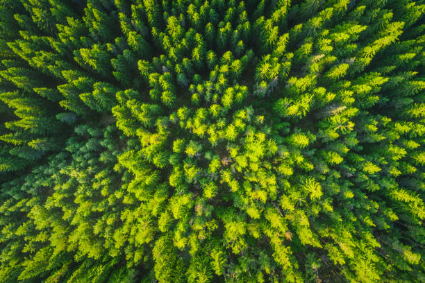 istock Forest as texture background aerial view. Green pine trees. 1405559908