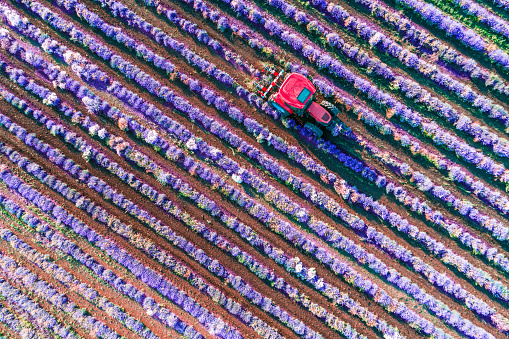 Aerial view of Tractor harvesting field of lavender. Blooming agricultural fields.