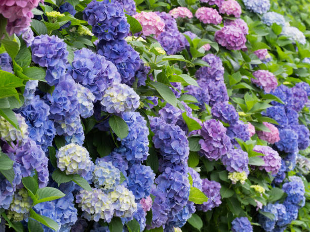 istock A row of colorful hydrangeas 1405559937