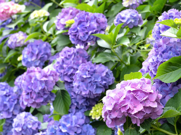 istock A row of colorful hydrangeas 1405559944