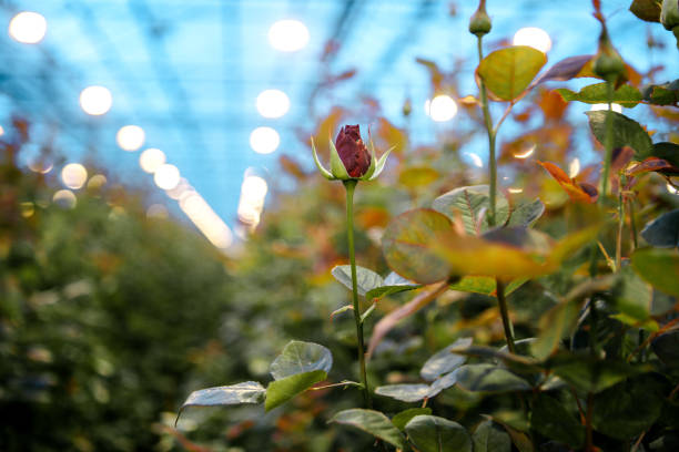 The inside of a working Rose greenhouse