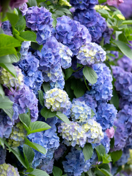 istock A row of colorful hydrangeas 1405559997