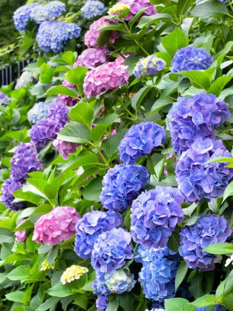 istock A row of colorful hydrangeas 1405560001