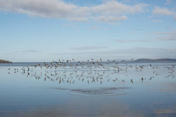 istock Large flock of Seagulls in flight 1405560271