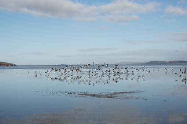 Large flock of Seagulls in flight having taken off from the sand in very shallow water at low tide at Mortimers Bay, Tasmania