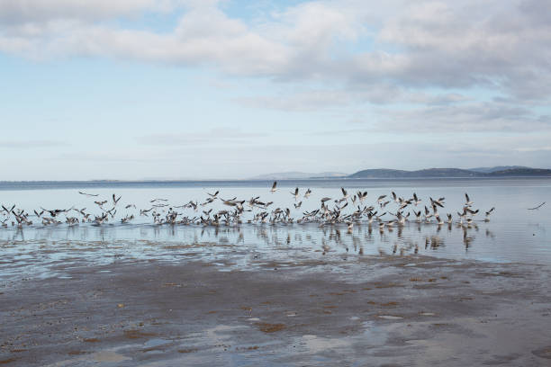 istock Large flock of Seagulls in flight 1405560368