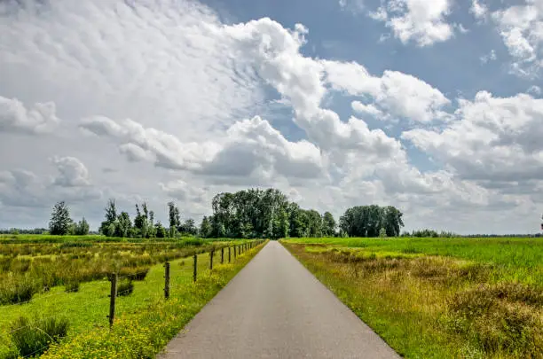 Narrow and straight asphalt road between a swamp and a meadow under a spectacular summer sky in the Noordwaard region in Biesbosch national park