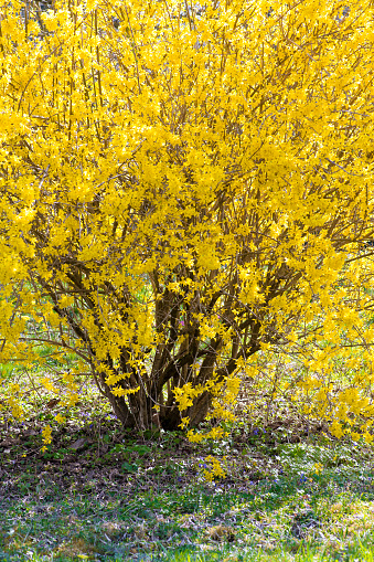 Norway maple in spring