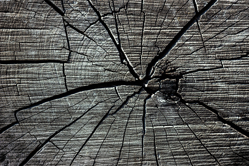 top view closeup of brown slice of freshly cut wood with dense concentric growth rings and bark on edges isolated on white background