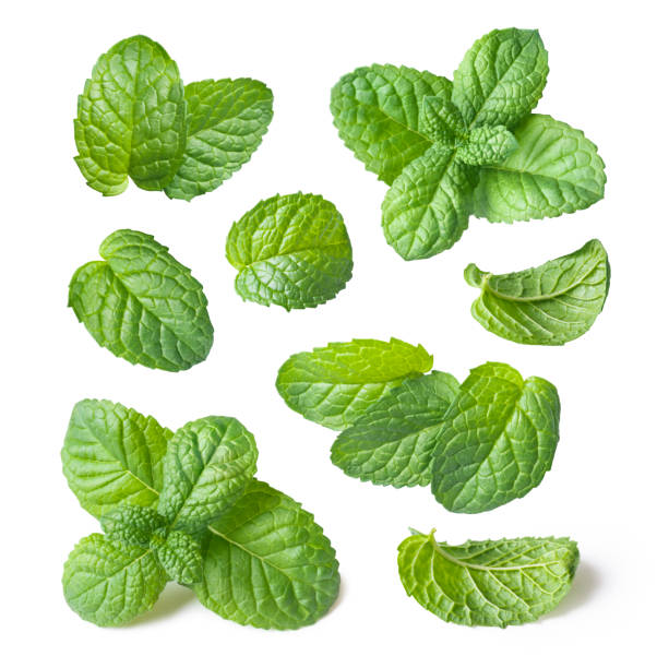 Collection of fresh mint leaves isolated on white background close-up stock photo