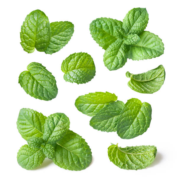 Collection of fresh mint leaves isolated on white background close-up Collection of fresh mint leaves isolated on white background close-up spearmint stock pictures, royalty-free photos & images