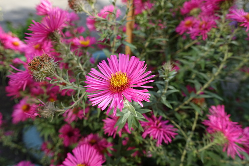 A flower of magenta colored Michaelmas daisies in mid October