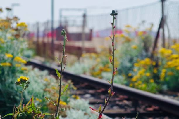 Wildflowers growing by the railway. Captured in Brighton