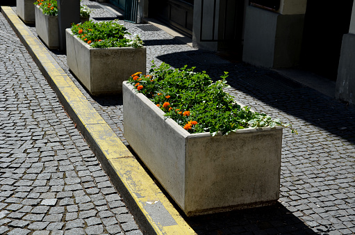 flowerpots with red-leaved begonia annuals and green-leaved in a beige concrete flowerpot on the pavement by the road protects pedestrians together with a chain railing at the crossroads, indica, graveolens, canna, peltatum, graveolens, zonale