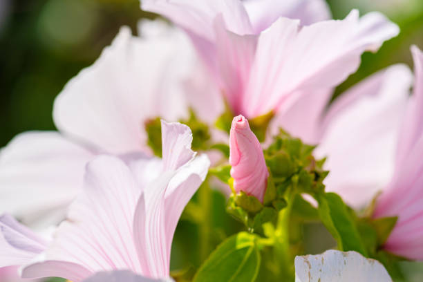 White and purple flowers in beautiful sunlight.