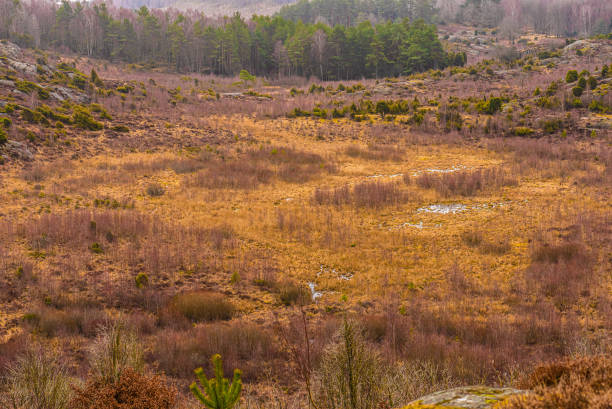 istock Deep brown and moist shrubland at fall.. 1405570722