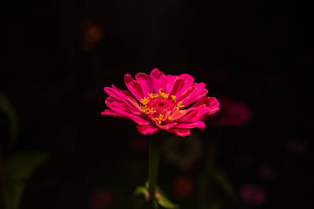 Pink common zinnia flower on black background.
