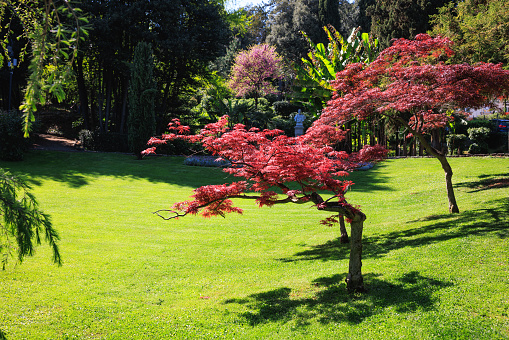 Beautiful red Bloodgood maple trees growing in formal garden on the lawn along with various tree species