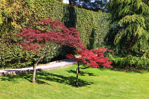 Beautiful red Japanese maple trees growing in formal garden by the footpath, surrounded by topiary hedge and various tree species