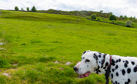 Peniston Crags near Haworth, Yorkshire.  These are the moors written about by Charlotte Bronte in the novel 'Wuthering Heights'.  There is an adult Dalmatian dog in the foreground.