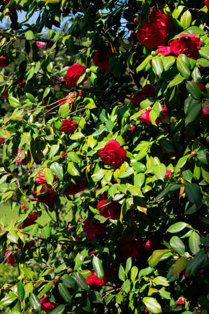 istock Red roses in bloom on big bush with lush foliage 1405571381