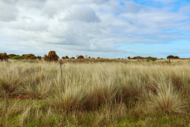istock coastal landscape with grasses and blue sky 1405571417