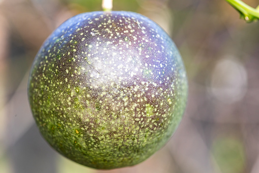 Passionfruit close up