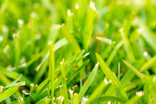 green grass macro close up
