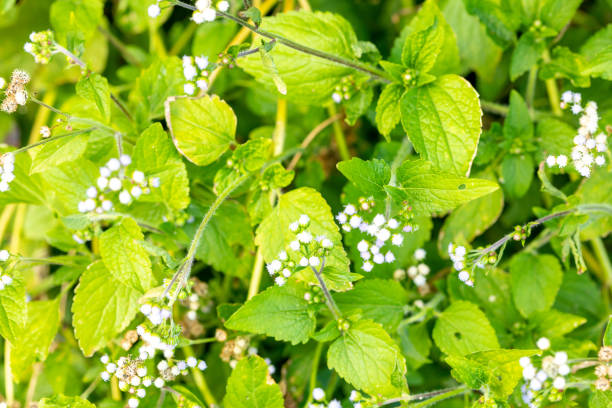 열대 흰 잡초 식물 - whiteweed 뉴스 사진 이미지