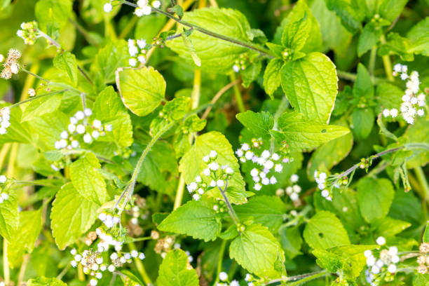 tropikalna roślina whiteweed - whiteweed zdjęcia i obrazy z banku zdjęć