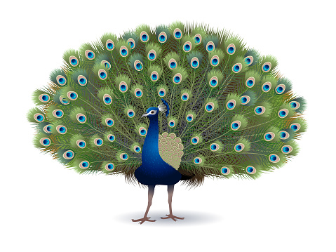 Vector realistic peacock isolated on a white background.